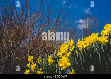 Jonquilles photographiés contre un ciel bleu vif. Banque D'Images