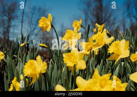 Jonquilles photographiés contre un ciel bleu vif. Banque D'Images