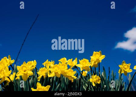 Jonquilles photographiés contre un ciel bleu vif. Banque D'Images