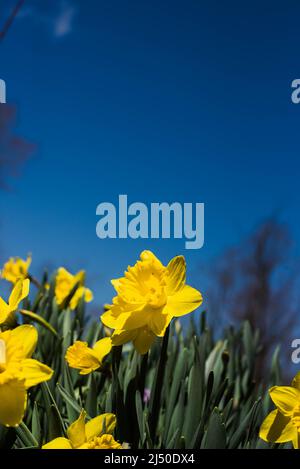 Jonquilles photographiés contre un ciel bleu vif. Banque D'Images