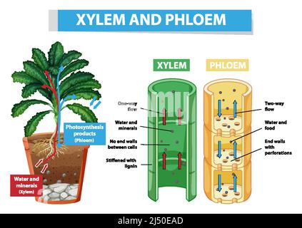 Schéma illustrant le xylème et le phloème dans l'illustration de la plante Illustration de Vecteur