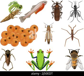 Différents types d'insectes et d'animaux sur fond blanc illustration Illustration de Vecteur