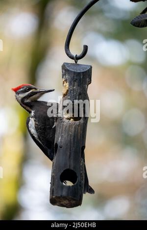 Issaquah, Washington, États-Unis. Pic femelle pépilé mangeant à partir d'une mangeoire à filet. Banque D'Images