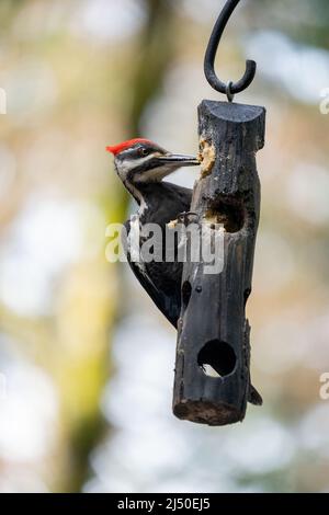 Issaquah, Washington, États-Unis. Pic femelle pépilé mangeant à partir d'une mangeoire à filet. Banque D'Images