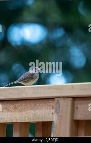 Issaquah, Washington, États-Unis. Junco femelle à œil foncé reposant sur une rambarde en bois Banque D'Images