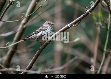 Issaquah, Washington, États-Unis. PIN Sisken mâle dans un arbre au printemps Banque D'Images