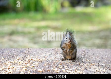 Issaquah, Washington, États-Unis. Douglas Squirrel debout au milieu des graines d'oiseau et des arachides Banque D'Images