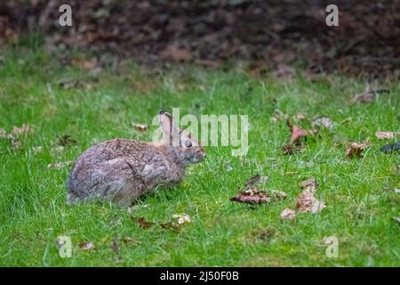 Issaquah, Washington, États-Unis. Badigeonner le lapin dans une cour résidentielle. Banque D'Images