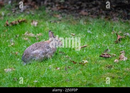 Issaquah, Washington, États-Unis. Badigeonner le lapin dans une cour résidentielle. Banque D'Images