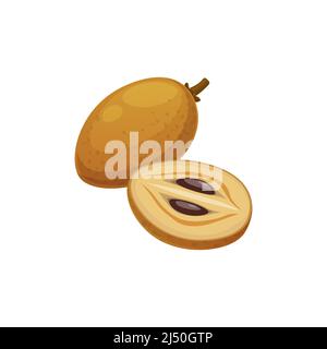 Sapodilla, pouteria sapota, mamey sapote fruits exotiques isolés. Vector Mamey ou zapote colorado et zapote rojo. Mamey jaune, sapota, chikoo, chico, naseberry, ou en-cas nispero Illustration de Vecteur