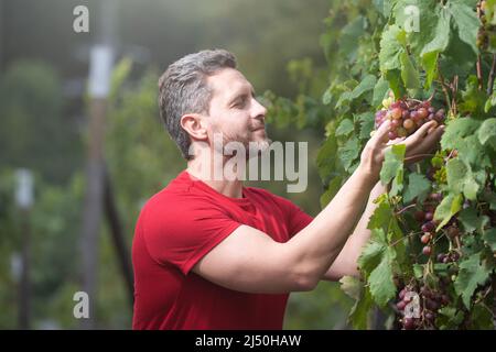 Cultivateur de raisin coupant des raisins. Jardinage, concept agricole. Le vigneron coupe les brindilles. L'homme a coupé des raisins avec des ciseaux de jardinage, raisin Banque D'Images