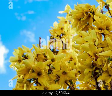 La Forsythia jaune fleurit avec un ciel bleu en arrière-plan Banque D'Images