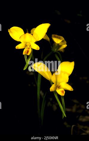 Les orchidées ânes (Diuris Sulfurea) ont plus d'une fleur par tige - ce qui en fait un favori pour la photographie! Commune dans les bois de l'Aust. Banque D'Images