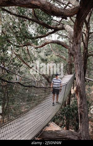 Un garçon caucasien explorant dans le Bush australien sauvage debout sur un pont suspendu entouré d'eucalyptus Banque D'Images