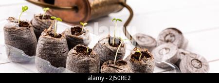 Les semis de Zinnia poussent dans des pellets de tourbe bouffie. Pots de fleurs biodégradables. Zéro déchet, recyclage, concept sans plastique. Banque D'Images
