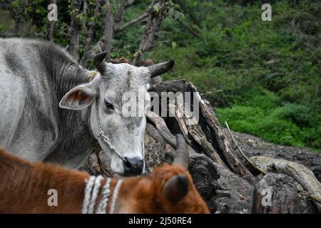 Gros plan d'une vache indienne avec des cornes et un patch blanc sur le front. Banque D'Images