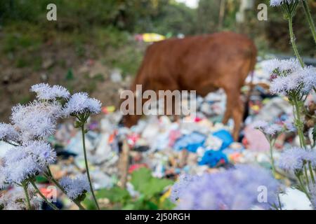 Uttarakhand, INDE - avril 2nd 2022 : vaches mangeant des déchets pleins de plastiques et autres déchets toxiques déversés sur le bord de la route. Banque D'Images