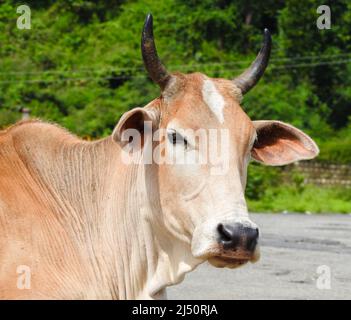 Gros plan d'une vache indienne haryanvi avec des cornes et un timbre blanc sur le front. Banque D'Images