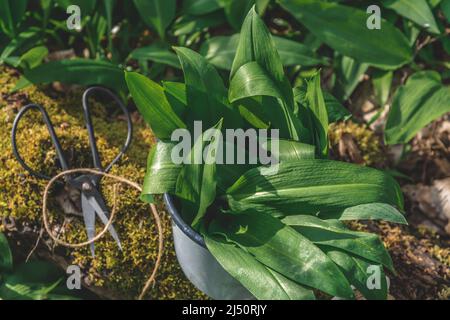 Pot en émail avec feuilles d'ail sauvage fraîchement récoltées sur le sol de la forêt recouvert de ramsons Banque D'Images