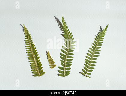 Feuilles de fougères séchées isolées sur fond blanc. Banque D'Images