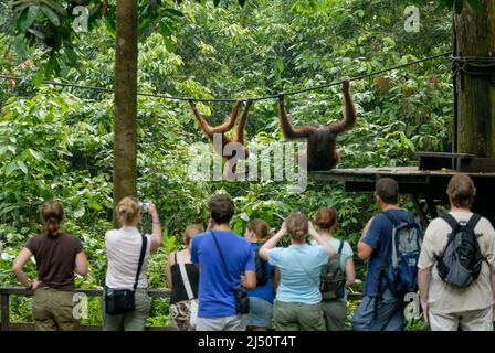 Les touristes regardent les orangs-outangs jouer au Centre de réhabilitation Sepilok Orangutan. Banque D'Images