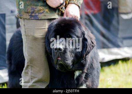 Chien noir de Terre-Neuve entre les jambes du propriétaire. Photo de haute qualité Banque D'Images