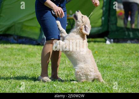 Retriever chiot avec une femme dans le parc en été. Photo de haute qualité Banque D'Images