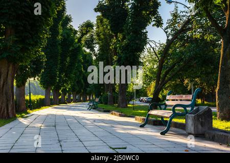 allée de châtaignier au lever du soleil. magnifique remblai à uzhgorod. arbres dans la lumière du matin. bancs d'époque le long de la promenade. destination de voyage populaire de Banque D'Images