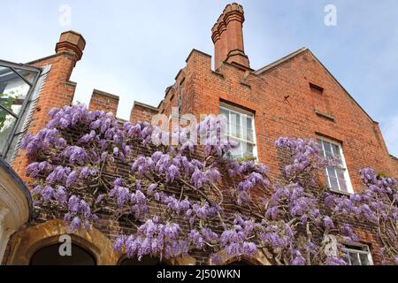 Une wisteria bien établie qui grandit sur le mur d'un vieux bâtiment. Banque D'Images