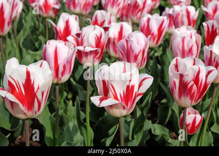 Tulipe ÔRaspberry RippleÕ en fleur Banque D'Images