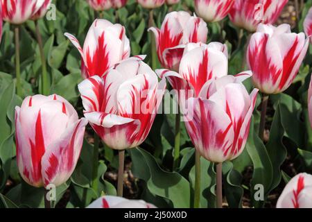 Tulipe ÔRaspberry RippleÕ en fleur Banque D'Images