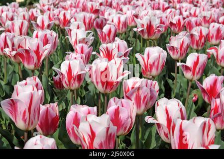 Tulipe ÔRaspberry RippleÕ en fleur Banque D'Images