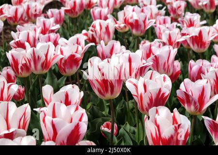 Tulipe ÔRaspberry RippleÕ en fleur Banque D'Images