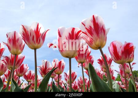 Tulipe ÔRaspberry RippleÕ en fleur Banque D'Images