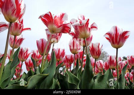 Tulipe ÔRaspberry RippleÕ en fleur Banque D'Images