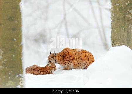 Mère avec une famille jeune et sauvage de chats. Lynx dans la nature habitat de la faune. Deux chats, arbres neige. Lynx dans la forêt de neige. Lynx nettoyage mignon chaton bébé. Wildlif Banque D'Images