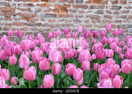 Tulipe ÔPurple PrideÕ en fleur Banque D'Images