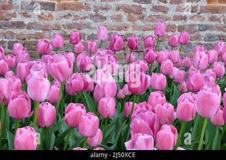 Tulipe ÔPurple PrideÕ en fleur Banque D'Images