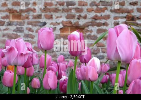 Tulipe ÔPurple PrideÕ en fleur Banque D'Images