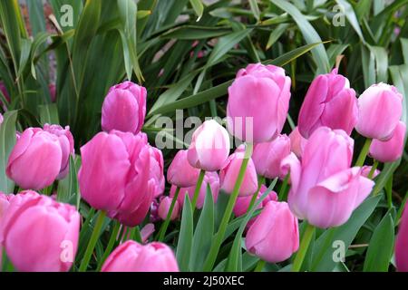 Tulipe ÔPurple PrideÕ en fleur Banque D'Images