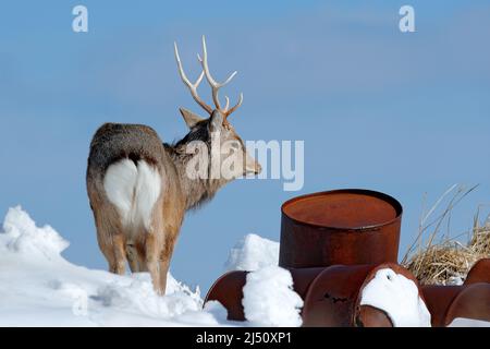 Cerf de hokkaido sika avec corps en métal en acier caoutchouté. Animal avec bois dans le site de décharge urbain, scène d'hiver, Hokkaido, nature sauvage, Japon. Bleu, voir dans Banque D'Images