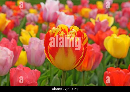 Tulipe fleur à fleurs jaune et rouge unique et bigarrée Banque D'Images