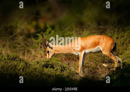 Gazelle indienne ou Chinkara, Gazella bennettii, animal, sous-continent indien, Rathambore, Inde. Cerf, habitat naturel. Moelleux majestueux et puissant adulte an Banque D'Images