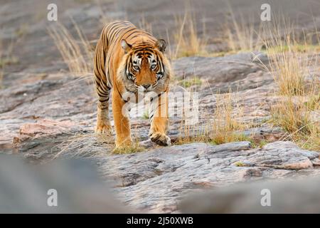 Tigre indien, animal sauvage dangereux dans l'habitat naturel, Ranthambore, Inde. Grand chat, mammifère en voie de disparition, belle fourrure. Tigre sur pierre. Tigre du Bengale W Banque D'Images