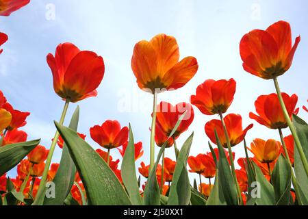 Mélange rouge et orange de tulipes de triomphe hybrides en fleur. Banque D'Images