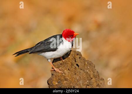 Cardinal bec jaune Paroaria capitata oiseau noir et blanc t te