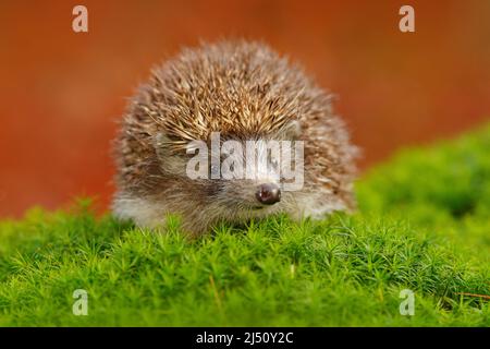 Hérisson, erinaceus europaeus, sur une mousse verte à la forêt, photo grand angle. Hérisson en bois sombre, image d'automne.mignon animal drôle avec des snipes Banque D'Images