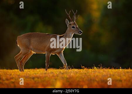 Pampas Deer, Ozotoceros bezoarticus, assis dans l'herbe verte, Pantanal, Brésil. Scène sauvage de la nature. Cerf, habitat naturel. Faune Brésil. Banque D'Images