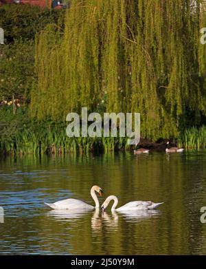 Figgate Park, Édimbourg, Écosse, Royaume-Uni. 19th avril 2022. Soleil et un frais 4 degrés centigrade à Figgate Pond pour la scène paisible de Mute Swans un mâle adulte (rafle) et juvénile avec saule en arrière-plan. Credit: Scottishcreative/alamy Live news. Banque D'Images