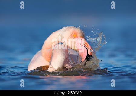 Grand Flamingo, beau gros oiseau rose dans l'eau bleu foncé, avec soleil du soir, gouttes d'eau sur la tête, animal dans l'habitat naturel, Camargue, FR Banque D'Images